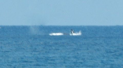Espoir-Anse-B.-fev2010-123.JPG
