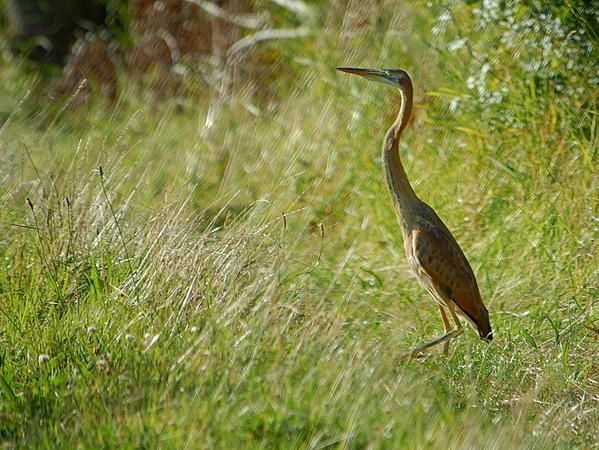 Ardea purpurea