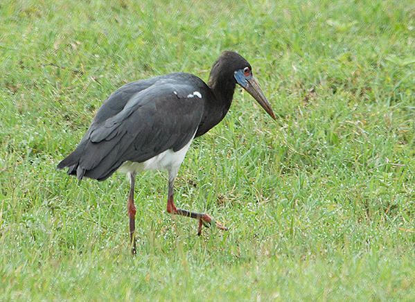 Cigogne d'Abdim, Ciconia abdimii, Abdim's Sto