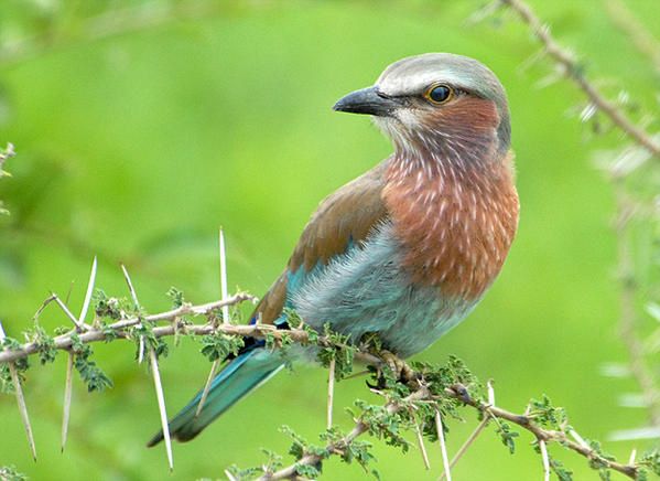 Rollier à raquettes, Coracias spatulatus ou Coracias spatulata, Racket-tailed Roller