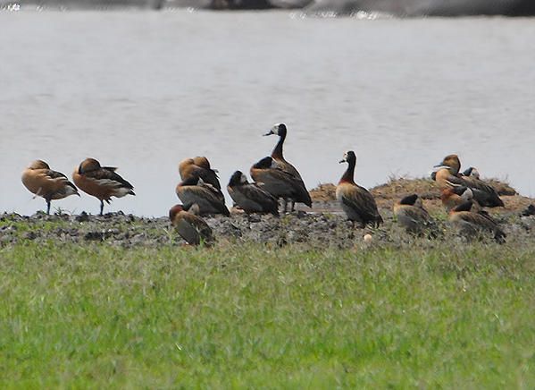 Dendrocygne fauve, Dendrocygna bicolor, Fulvous Duck & Dendrocygne veuf, Dendrocygna viduata, White-faced Duck