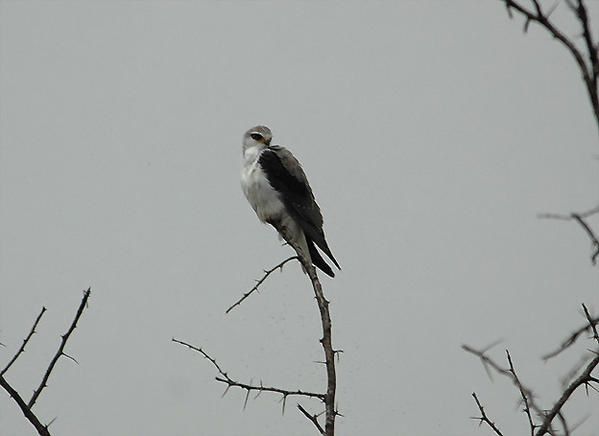 Élanion blac, Elanus caeruleus, Black-winged Kite