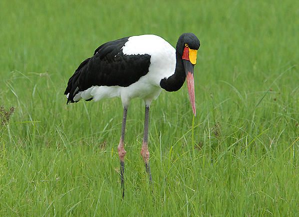 Jabiru d'Afrique, Ephippiorhynchus senegalensis, Saddle-billed Stork