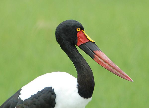 Jabiru d'Afrique, Ephippiorhynchus senegalensis, Saddle-billed Stork