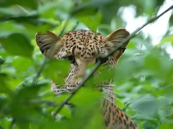 Léopard d'Afrique (Panthera pardus pardus)