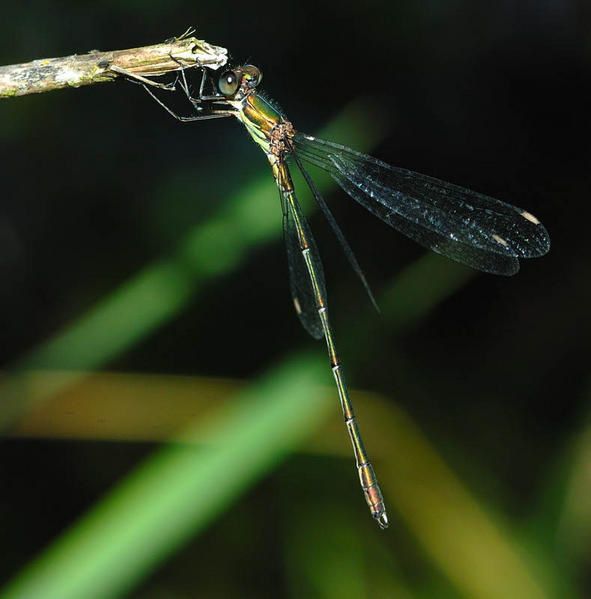 Lestes viridis