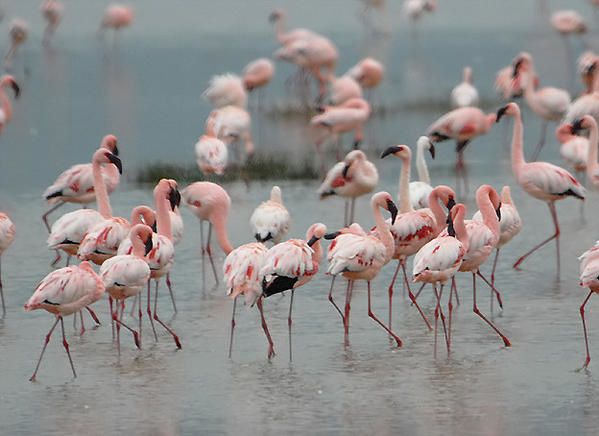 Flamant nain, Phoeniconaias minor ou Phoenicopterus minor, Lesser Flamingo