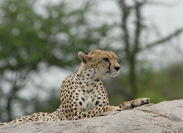 Guépard (Acinonyx jubatus)
