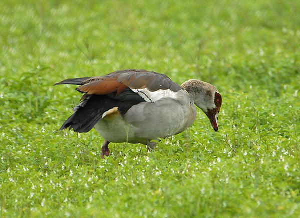 Ouette d'Égypte, Alopochen aegyptiacus, Egyptian Goose