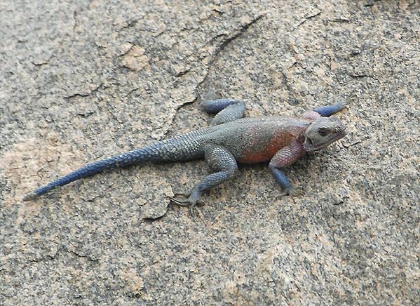 Agame des colons ou margouillat (Agama agama)