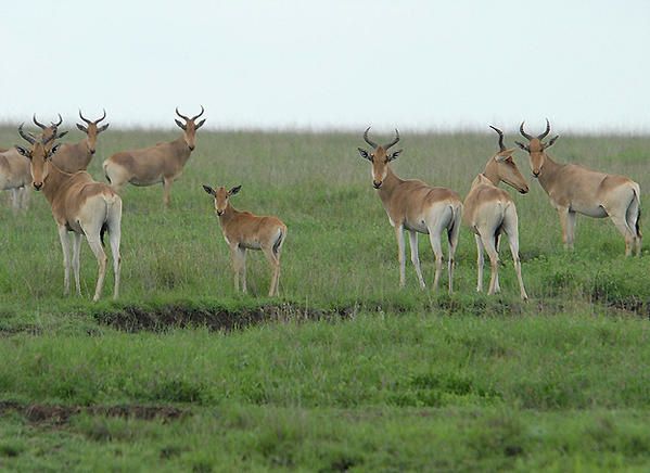 Bubale de Coke (Alcephalus busecephalus cokei), peut-être...