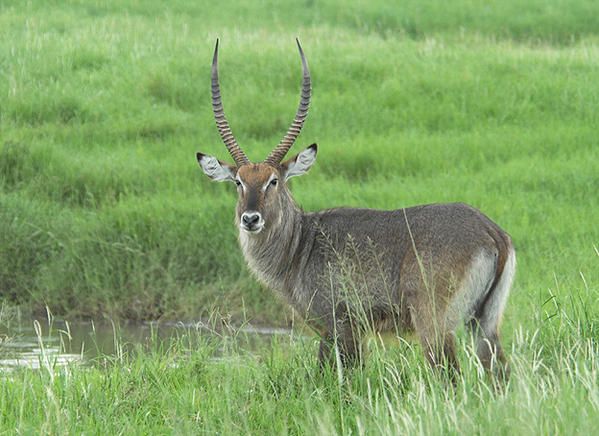 Cobe Defassa (Kobus ellipsiprymnus defassa).