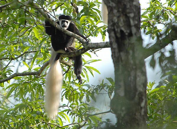 Colobe guéréza (Colobus guereza)
