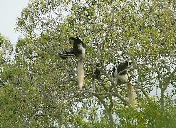 Colobe guéréza (Colobus guereza)