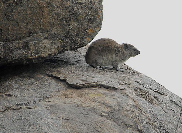 Daman des rochers (Procavia capensis)