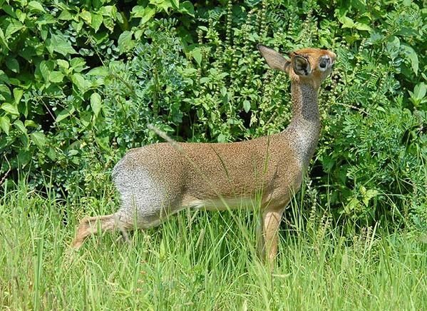 Dik-dik de Kirk (Madoqua kirkii )