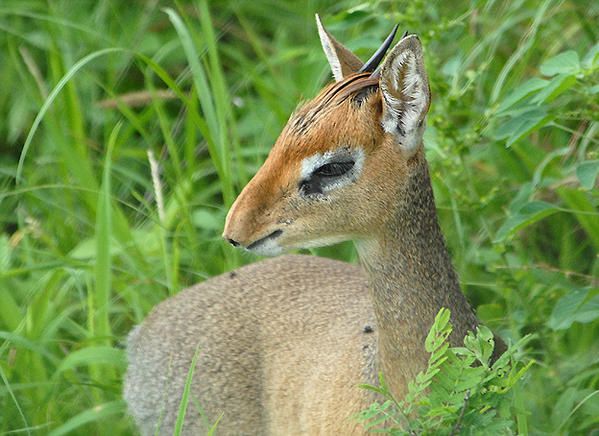 Dik-dik de Kirk (Madoqua kirkii )
