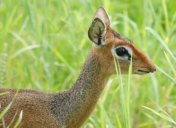 Dik-dik de Kirk (Madoqua kirkii )