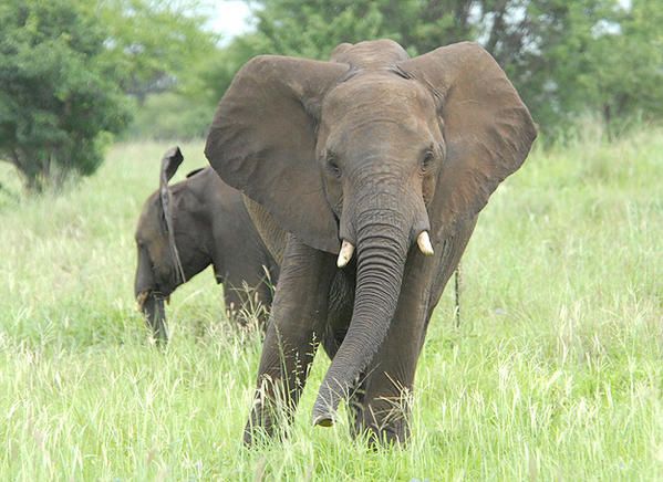 Eléphant de savane d'Afrique (Loxodonta africana)
