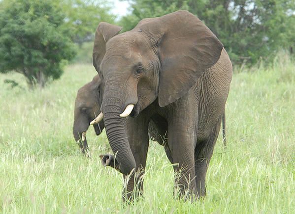 Eléphant de savane d'Afrique (Loxodonta africana)