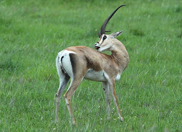 Gazelle de Grant (Gazella granti)