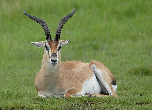 Gazelle de Grant (Gazella granti)