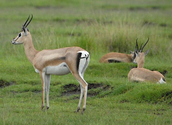 Gazelle de Grant (Gazella granti)