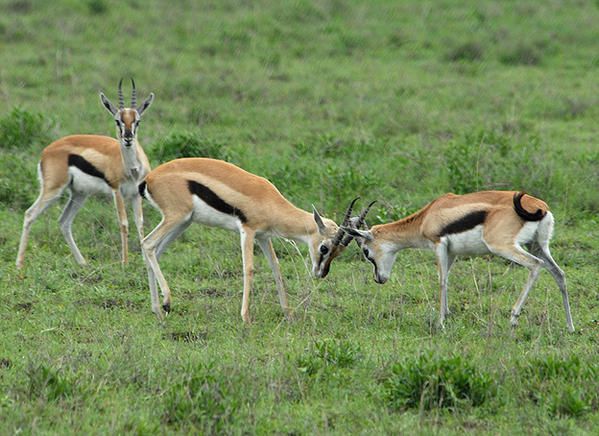 Gazelle de Thomson (Gazella thomsonii )
