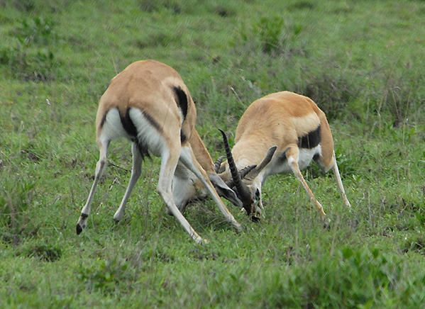 Gazelle de Thomson (Gazella thomsonii )