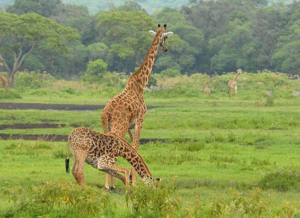 Girafe masaï (Giraffa camelopardalis tippelskirchi)