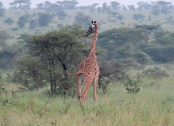quand la girafe rencontre le chacal