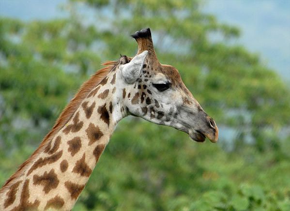 Girafe masaï (Giraffa camelopardalis tippelskirchi)