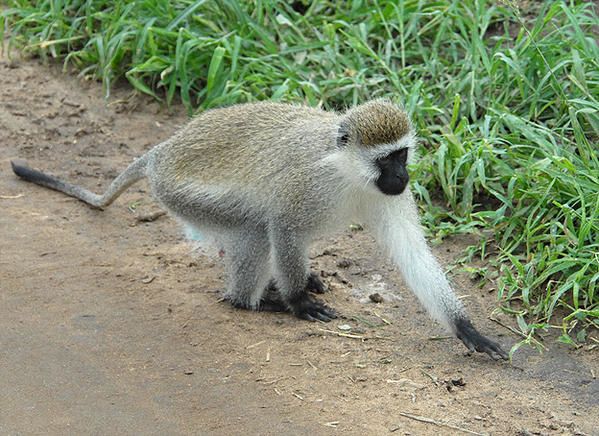 Vervet ou Singe vert ou Callitriche ou Grivet (Chlorocebus aethiops)