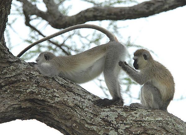 Vervet ou Singe vert ou Callitriche ou Grivet (Chlorocebus aethiops)