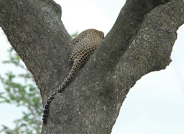 Léopard d'Afrique (Panthera pardus pardus)