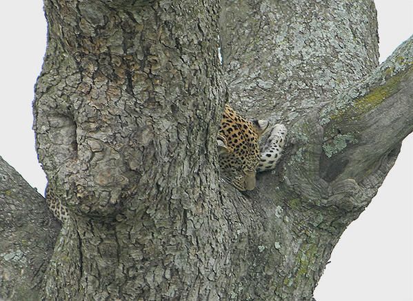 Léopard d'Afrique (Panthera pardus pardus)