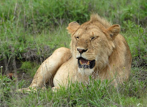 Lion des Massaïs (Panthera leo massaicus)