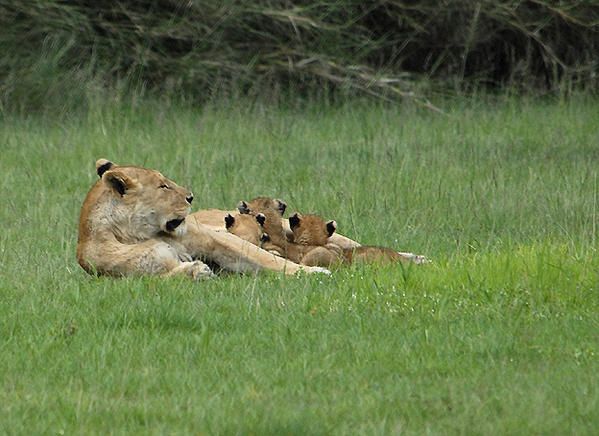 Lion des Massaïs (Panthera leo massaicus)
