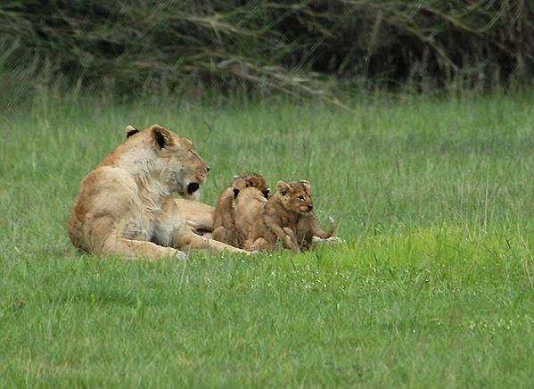 Lion des Massaïs (Panthera leo massaicus)