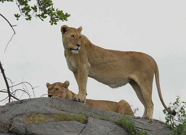 Lion des Massaïs (Panthera leo massaicus)