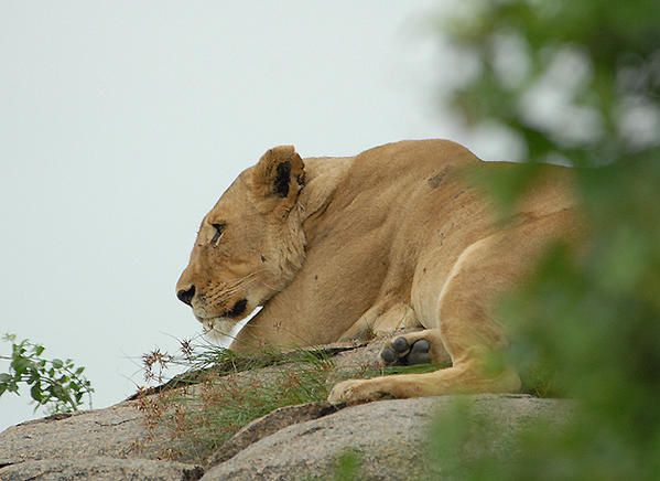 Lion des Massaïs (Panthera leo massaicus)