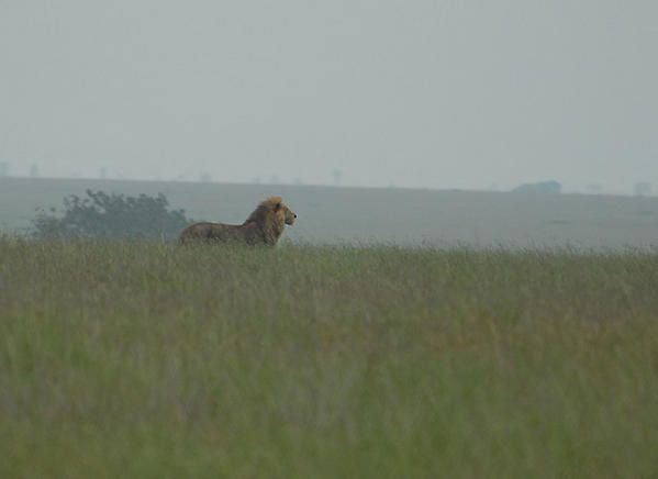 Lion des Massaïs (Panthera leo massaicus)