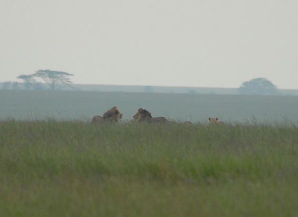 Lion des Massaïs (Panthera leo massaicus)