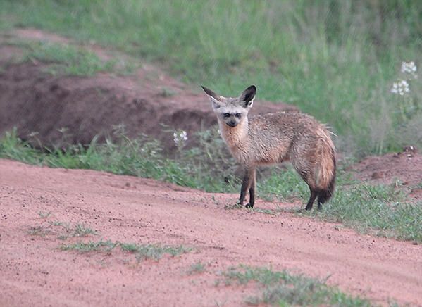 Renard à oreilles de chauve-souris ou Otocyon (Otocyon megalotis)