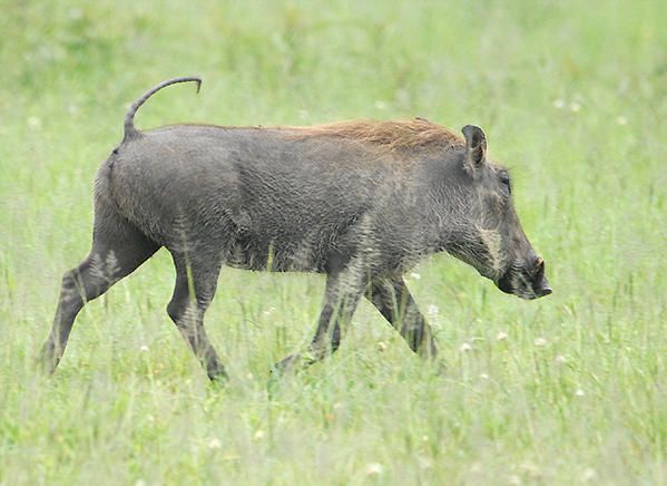 Phacochère (Phacochoerus aethiopicus ou Phacochoerus africanus ???)