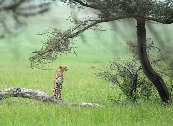 Guépard (Acinonyx jubatus)