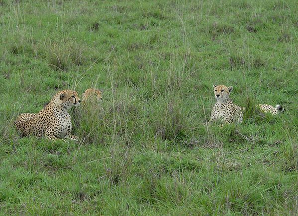 Guépard (Acinonyx jubatus)