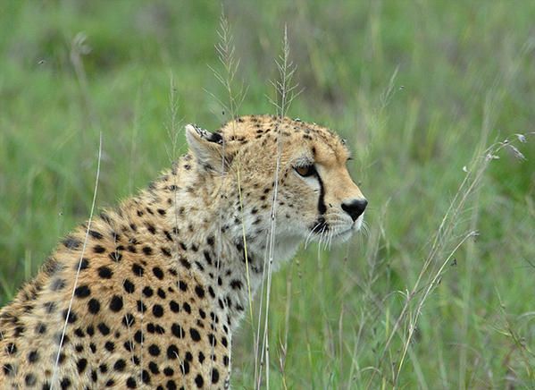 Guépard (Acinonyx jubatus)