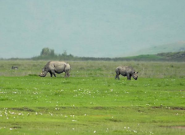 Rhinocéros noir (Diceros bicornis)