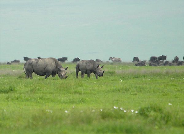 Rhinocéros noir (Diceros bicornis)